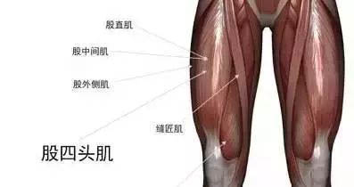股四頭肌.jpg 股四頭肌.jpg