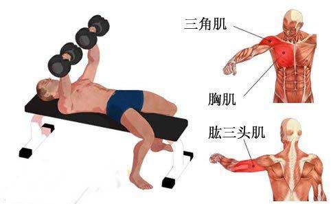 平躺啞鈴臥推.jpg 平躺啞鈴臥推.jpg