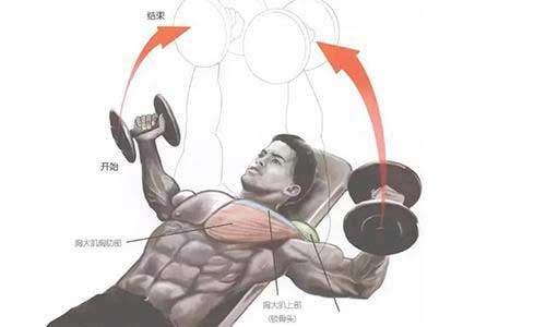 啞鈴飛鳥.jpg 啞鈴飛鳥.jpg